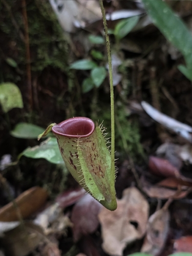 Nepenthes ampullaria
