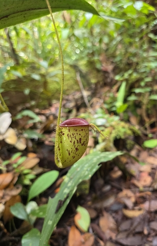 Nepenthes ampullaria