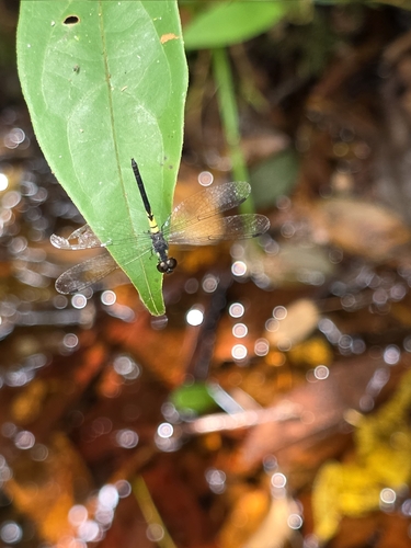 Brachygonia ophelia