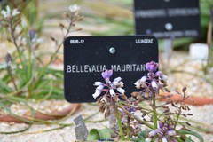 Bellevalia mauritanica