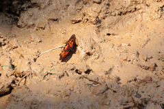 Acraea orinata