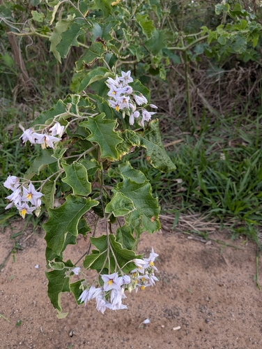 Solanum paniculatum, photograph 4