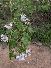 Solanum paniculatum, photograph (c) stephen, some rights reserved (CC BY)