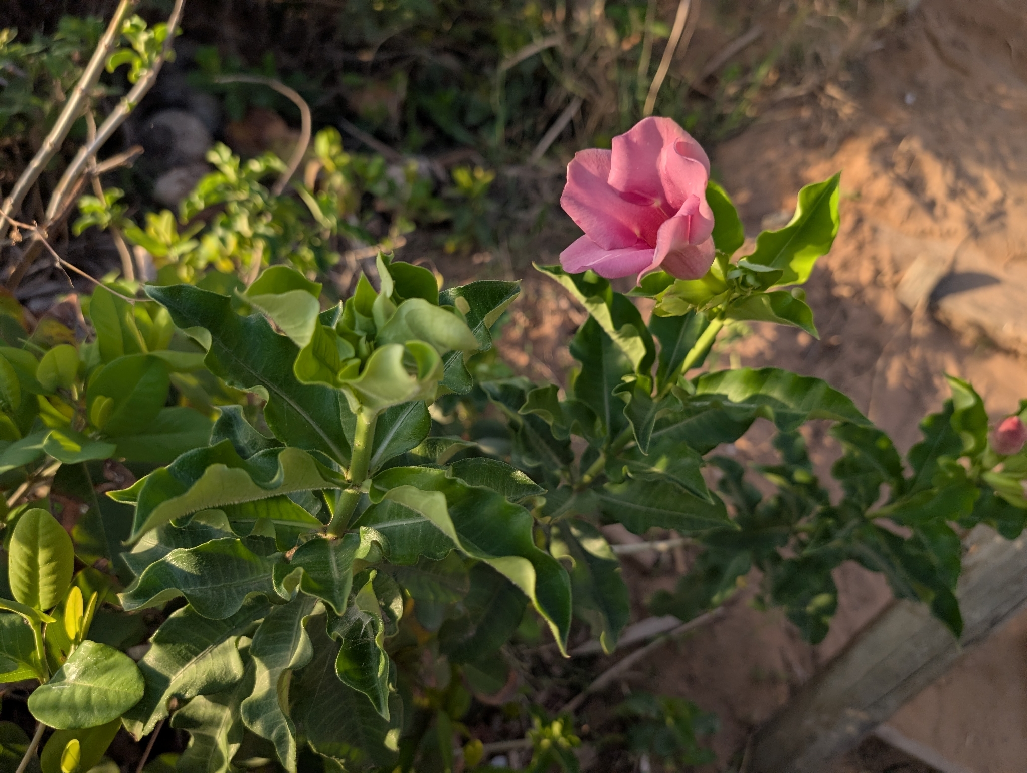 Purple Allamanda (Allamanda blanchetii)