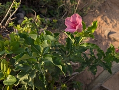 Allamande Violette (Allamanda blanchetii)