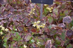 Epimedium × versicolor