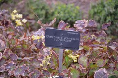 Epimedium × versicolor