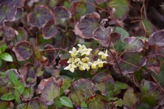 Epimedium × versicolor