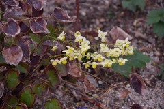 Epimedium × versicolor