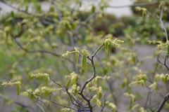 Corylopsis spicata