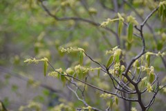 Corylopsis spicata