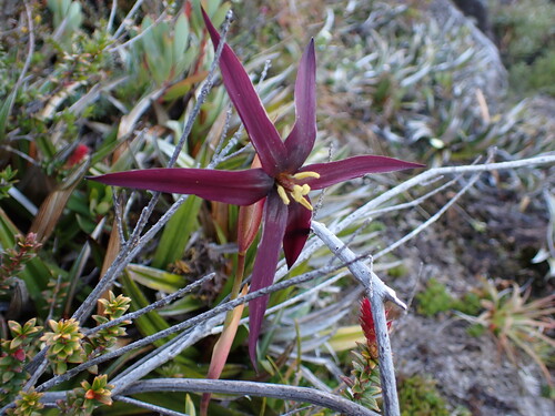 Tasmanian purple-star (Isophysis tasmanica)