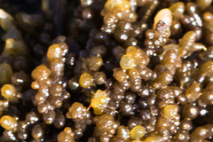 Colpomenia tuberculata