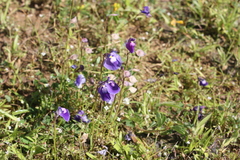 Utricularia arcuata