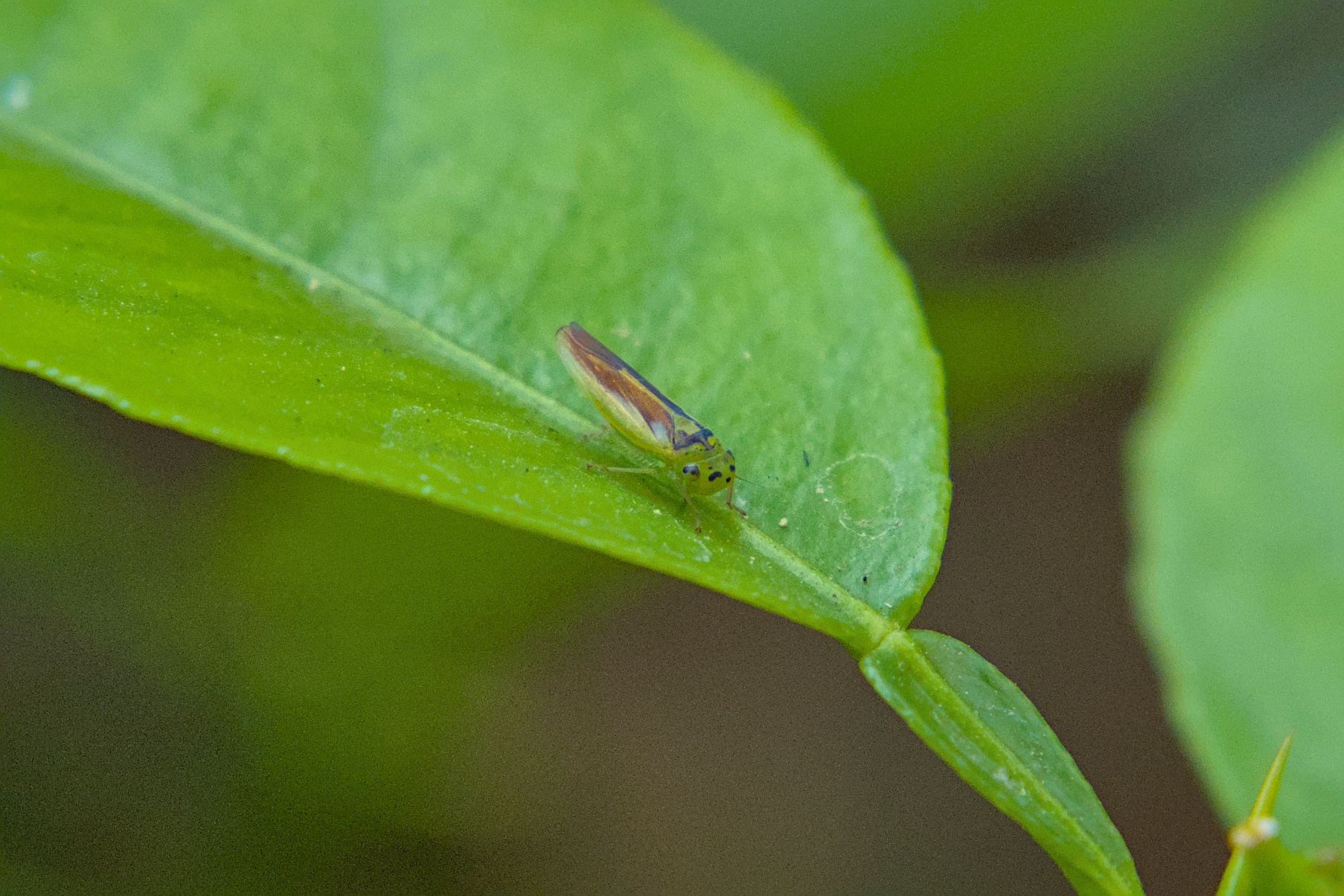 Kolla paulula | Insect Vectors of Plant Disease