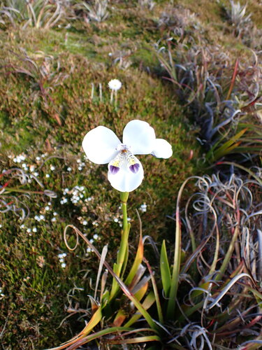 Diplarrena latifolia, photograph 5