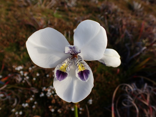 Diplarrena latifolia, photograph 4