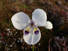 Diplarrena latifolia, photograph (c) naturewatchwidow, some rights reserved (CC BY)