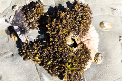 Colpomenia tuberculata