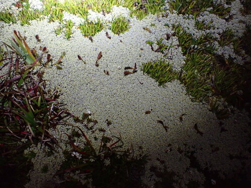 Ewartia meredithae, photograph 5