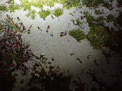 Ewartia meredithae, photograph (c) naturewatchwidow, some rights reserved (CC BY)