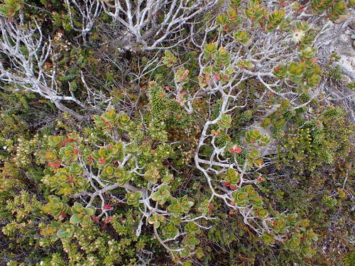 Varnished Gum (Eucalyptus vernicosa)