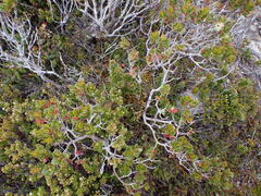 (c) naturewatchwidow, some rights reserved (CC BY) Eucalyptus vernicosa, photograph (c) naturewatchwidow, some rights reserved (CC BY)