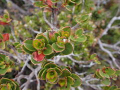 (c) naturewatchwidow, some rights reserved (CC BY) Eucalyptus vernicosa, photograph (c) naturewatchwidow, some rights reserved (CC BY)