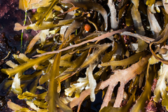 Stephanocystis