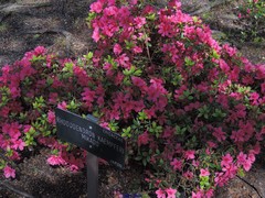 Rhododendron kaempferi