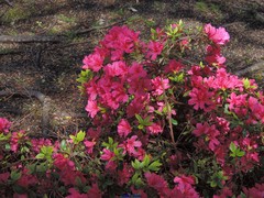 Rhododendron kaempferi