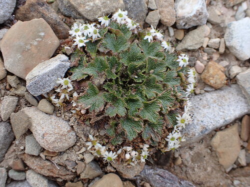 wreath pennywort (Dichosciadium ranunculaceum)