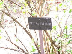 Forsythia viridissima