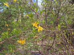 Forsythia viridissima