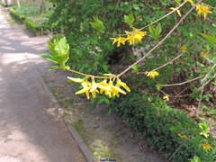 Forsythia viridissima