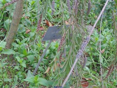 Ilex pernyi