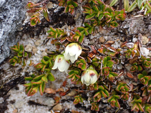 Gaultheria tasmanica, photograph 1