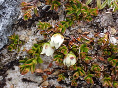 Gaultheria tasmanica, photograph (c) naturewatchwidow, some rights reserved (CC BY)