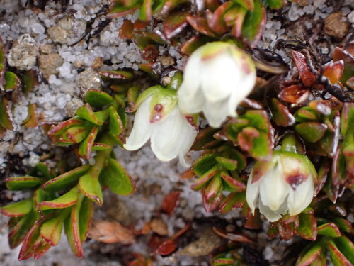 Gaultheria tasmanica