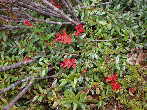 Prionotes cerinthoides, photograph 5