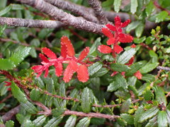 Prionotes cerinthoides, photograph (c) naturewatchwidow, some rights reserved (CC BY)