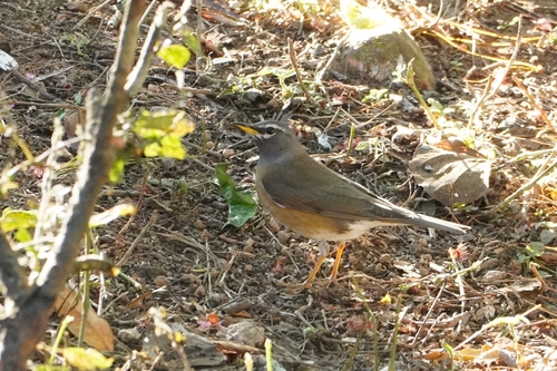 Eyebrowed Thrush (Turdus obscurus), photo 2