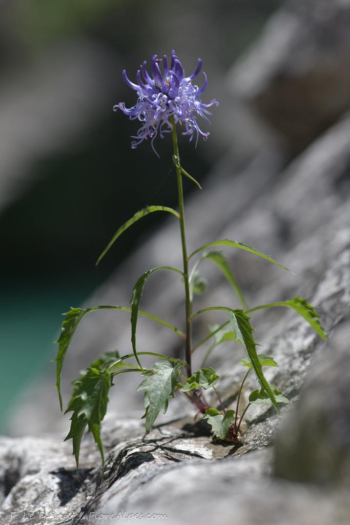 Phyteuma villarsii