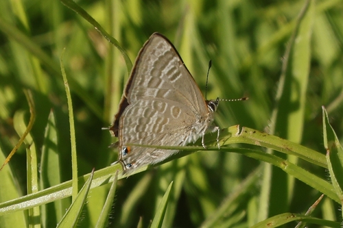 Common Hairtail