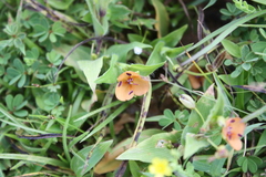 Murdannia lanuginosa