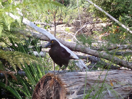 Black Currawong (Strepera fuliginosa), photo 2