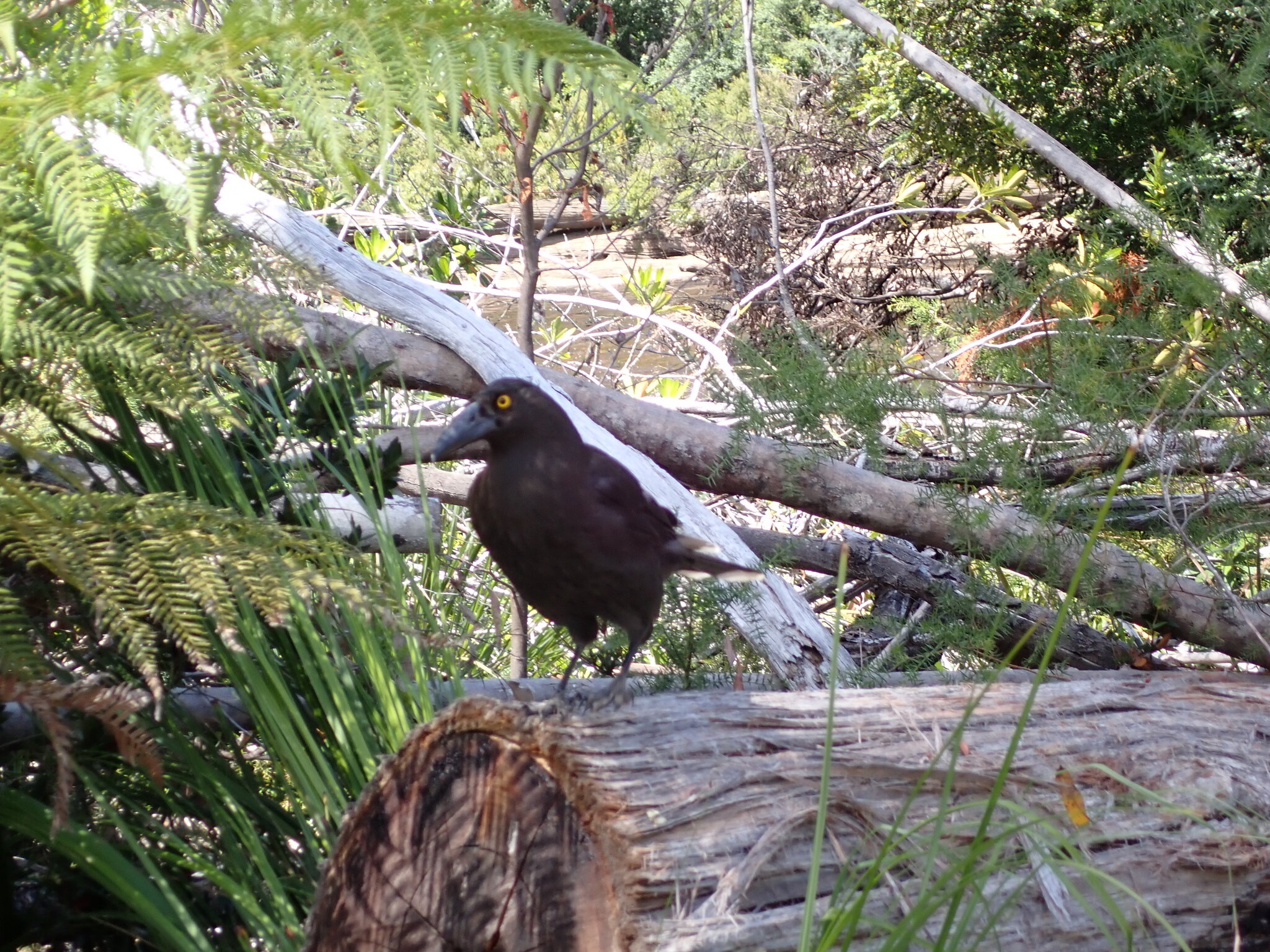 Black Currawong (Strepera fuliginosa), photo 2
