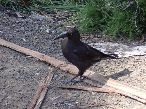Black Currawong (Strepera fuliginosa)