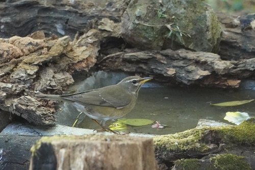 Eyebrowed Thrush (Turdus obscurus)
