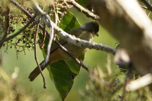 Grey-eyed Bulbul (Iole propinqua), photo 7